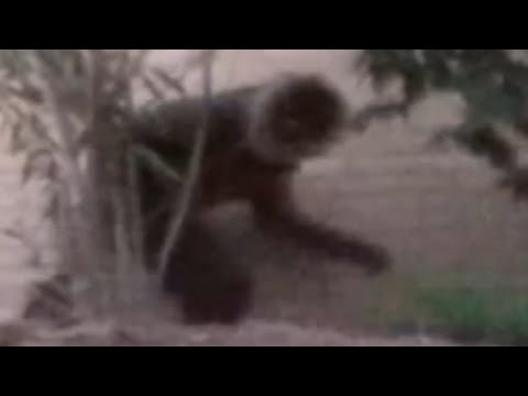 Bigfoot footage REAL or FAKE?