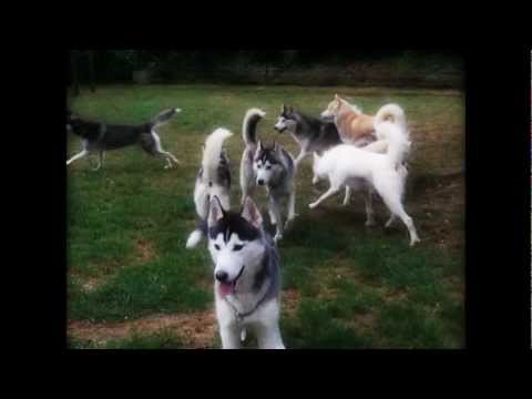 download lagu mp3 mp4 Elevage Husky Ile De France, download lagu Elevage Husky Ile De France gratis, unduh video klip Elevage Husky Ile De France