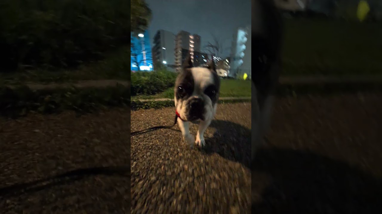 マイペースなフレブル　犬のくせに転けるな？！　飼い主が好きすぎるフレンチブルドッグ『ぶーちゃん日記』 #散歩 #フレブル飼い方 #フレンチブルドッグ #frenchton