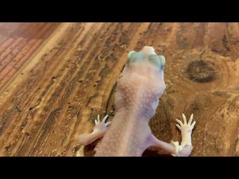 AREA51 The Leopard Gecko... Head Tremors?