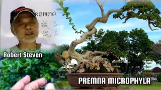 Download lagu Belajar & Berbagi Tentang Bonsai Bersama Bpk. Robert Steven Bagian 1 #bonsai #pohonbonsai #videov... mp3