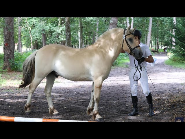 Superbe hongre Fjord - isabelle de 3 ans – Meddlle Malf