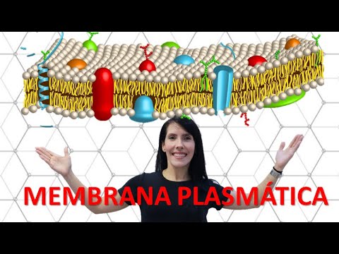 Membrana plasmática - Modelo Mosaico Fluido