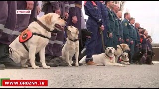 В Чечне стартовали соревнования кинологов-спасателей со всего СКФО