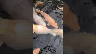 preview picture of video 'Feeding & Playing with Koi Fish'