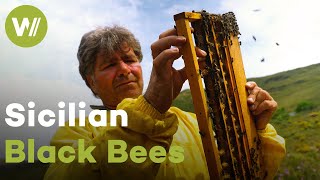 Black bees are a unique species surviving climate change | Master of Bees (Sicily)