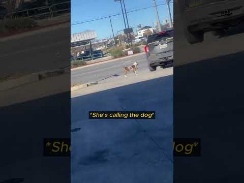 Why This Officer Abandoned A Dog In High Traffic