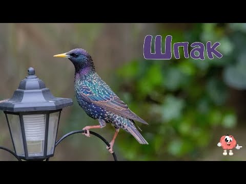 Птахи України для дітей українською мовою. Свійські, дикі, перелітні і зимуючі. HD.