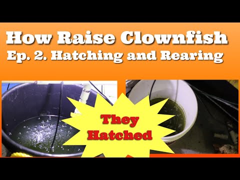 How To Raise Clownfish Ep2 The Hatching