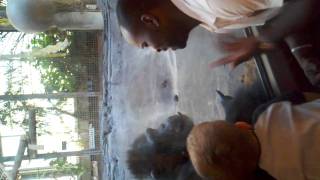 Make Out Session With My Chimpanzee Part. 2