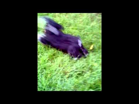 Our 9 Week Old Miniature Schnauzer Puppy Discovers Leaves