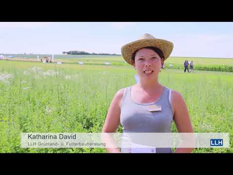 Mischungsvergleich im Ackerfutter