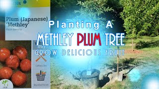 How to Plant a Plum Tree in The Ground - Grow Delicious and Fresh Plum Fruit - Methley Santa Rosa