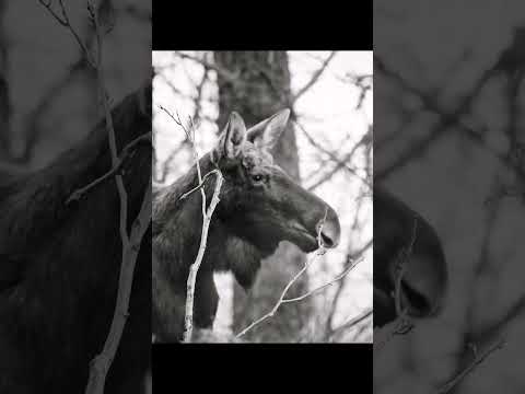 Moose - show me your tongue.#moose #tongue #reels #shorts #animals #wildlifeanimals