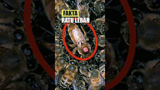 Download lagu Fakta Ratu Lebah Madu mp3
