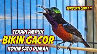 Download lagu SUARA BURUNG KOLIBRI NINJA GACOR FULL NEMBAK ISIAN MEWAH !! PANCINGAN KONIN BAHAN AGAR CEPAT EMOSI mp3