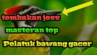 Download lagu suara burung pelatuk bawang, masteran bagus durasi panjang. mp3