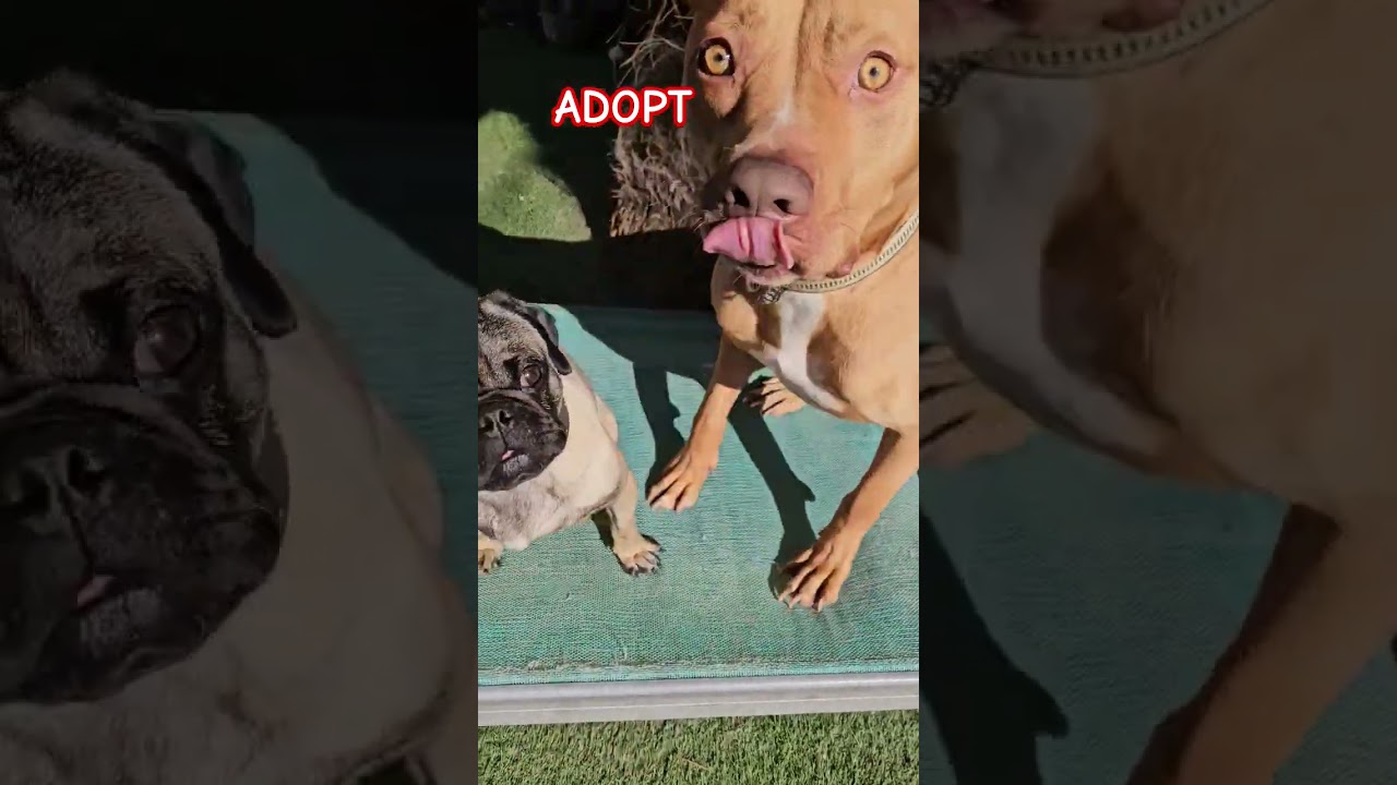 Enlarge Scotch (on the Rocks), a ADOPTABLE Pug in Hermosa Beach, CA video 4/4