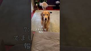留守番の日Vlog#ゴールデンレトリバー #ゴールデンレトリバーのいる暮らし #犬と子どものいる暮らし #癒しわんこ