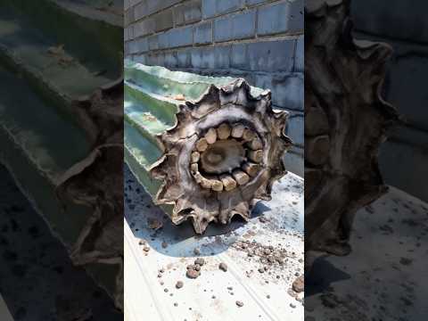 Люди СКОПИРОВАЛИ ЭТО У Природы! #шортс