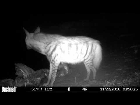Timelapse: Buffalo carcass and predators in Kenya