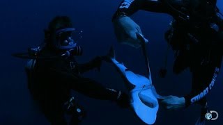 Removing Fish Hooks from Live Sharks | Shark Week