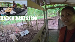 Download lagu BALIK CUTI KRISTMAS DI RUMAH WIFE // BELI SATU EKOR BABI DAN BARANG KEPERLUAN mp3