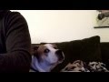 Mira la reacción de este perro al escuchar una Playstation 3