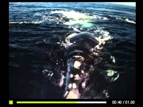 VOYAGEURS DU CIEL ET DE LA MER.mpg