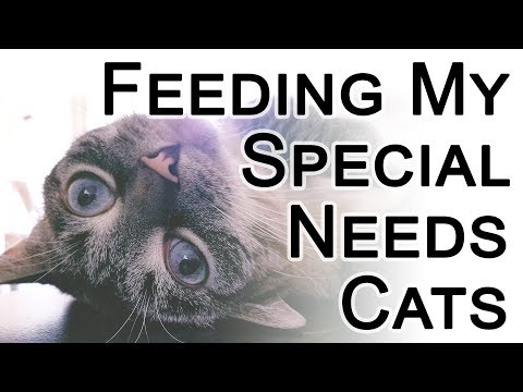 Adding Meds and Fish Oil to Cat Food