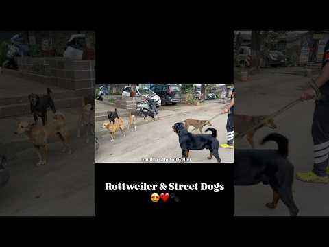 Rottweiler & Street Dogs #dog #rottweiler #streetdog #shorts #shortvideo #viral #pets