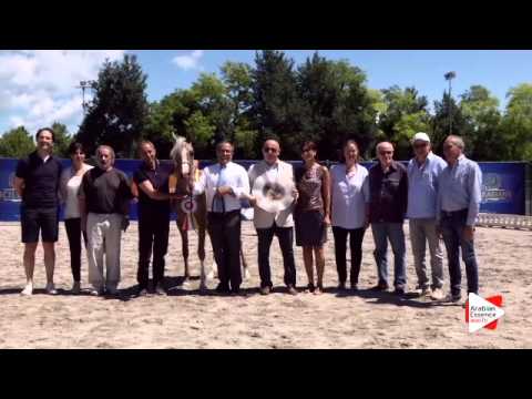 1st place N.1 RADEGONDA BY TRESCA - Festival FVG 2015 - Yearlinf Fillies Championship (Class 13)