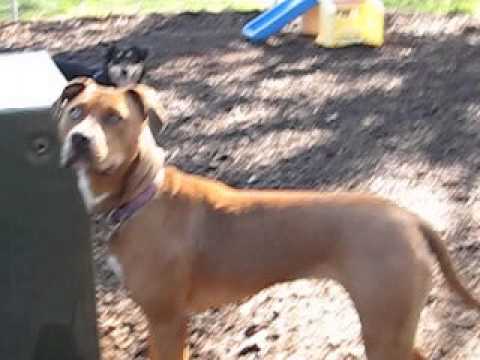 Susie, an adopted Boxer & Rhodesian Ridgeback Mix in Hood River, OR_image-1