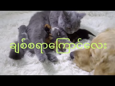 Mc Kayah Lay -(Stay At Home Burma Rap Challenge 2020)