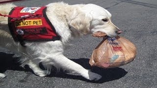 Brilliant Service Dog