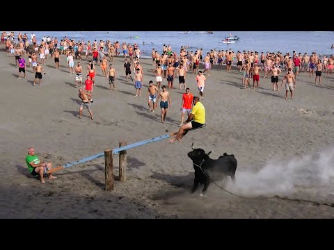 Beach Sand with Bulls from 4 Livestock Farms (FP, AL, MR, OT) - 10/8/2025 - Terceira Island - Azores