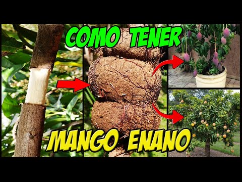 COMO TENER MANGO ENANO 🥭 PASO A PASO