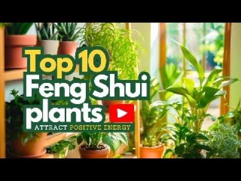 Top 10 Feng Shui Plants to Attract Positive Energy and Prosperity 🌿