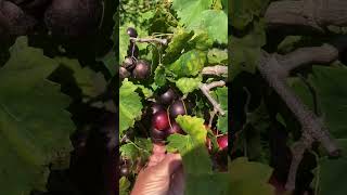 Supreme Muscadine Variety Review by Greg Ison