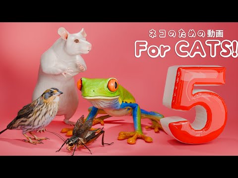 【猫が喜ぶ映像 5】コオロギ・カエル ・トンボ・バッタ・ゴキブリ・てんとう虫・スズメ・ねずみ・蝉・ヤモリ・5 時間 GAME FOR CATS 5