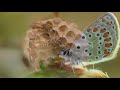 The Butterfly (Miush Shkirman)