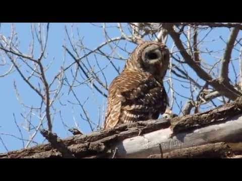 Barred Owl (Strix varia) Sitting in Tree with Squirrel During the Day Hemphill County Texas