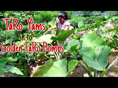 Taro Yams/Organic Taro yams in to Golden Taro bombs/තේ මේසයට කිරි අල බෝල/Srilankan Village cooking