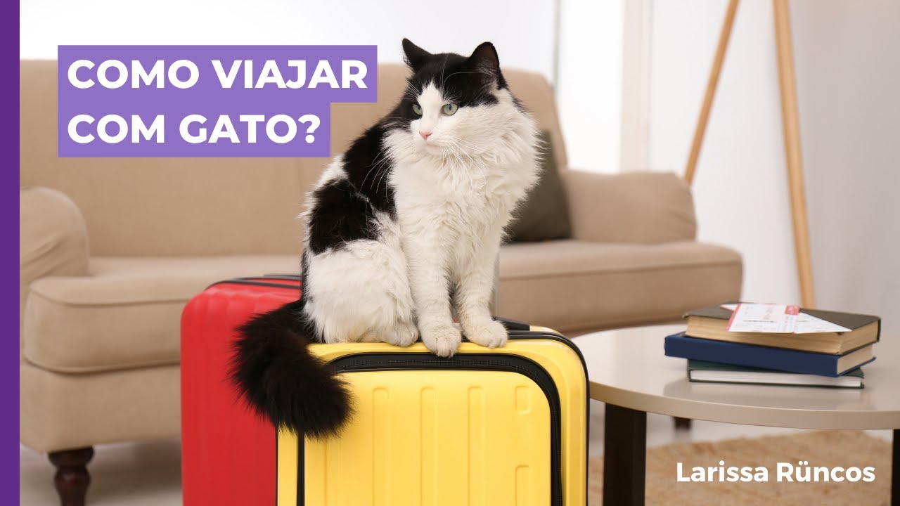 Gato tem medo de viajar? Como fazer isso de forma agradável para o gato