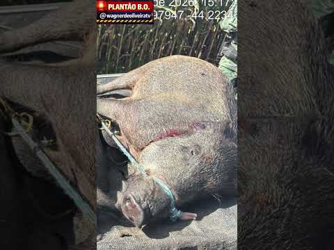 Caçadores são presos em Resende Costa e Sao Joao Del Rei