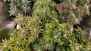 ELIMINATING STRAINS - 3 Down - 5 Left, I Listened, Keep Voting for your Favorite/Best !