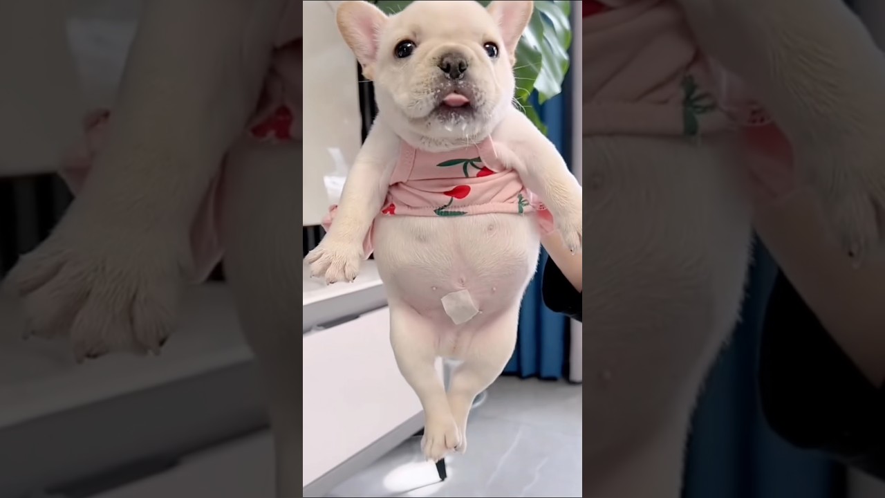 Cute puppy ❤️ #かわいい犬 #anjingcomel #สุนัขน่ารัก#cutedogph #chóđángyêu #anjinglucu #cachorrofofo