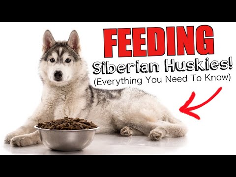 Feeding Siberian Huskies! (EVERYTHING YOU NEED TO KNOW)