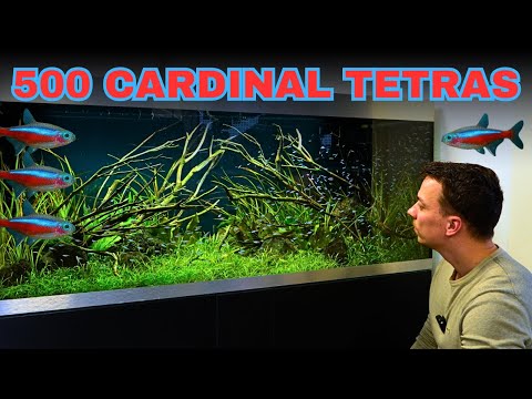 Epischer 1,5-Meter-Aquariumbau für 500 Kardinalfische! Aquascape-Anleitung