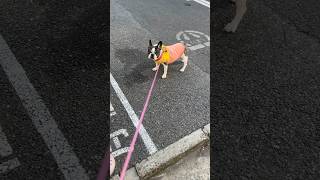 頑張ってお散歩に出かけたは良いけど、隙あらば家の方向に曲がりたがるフレブル